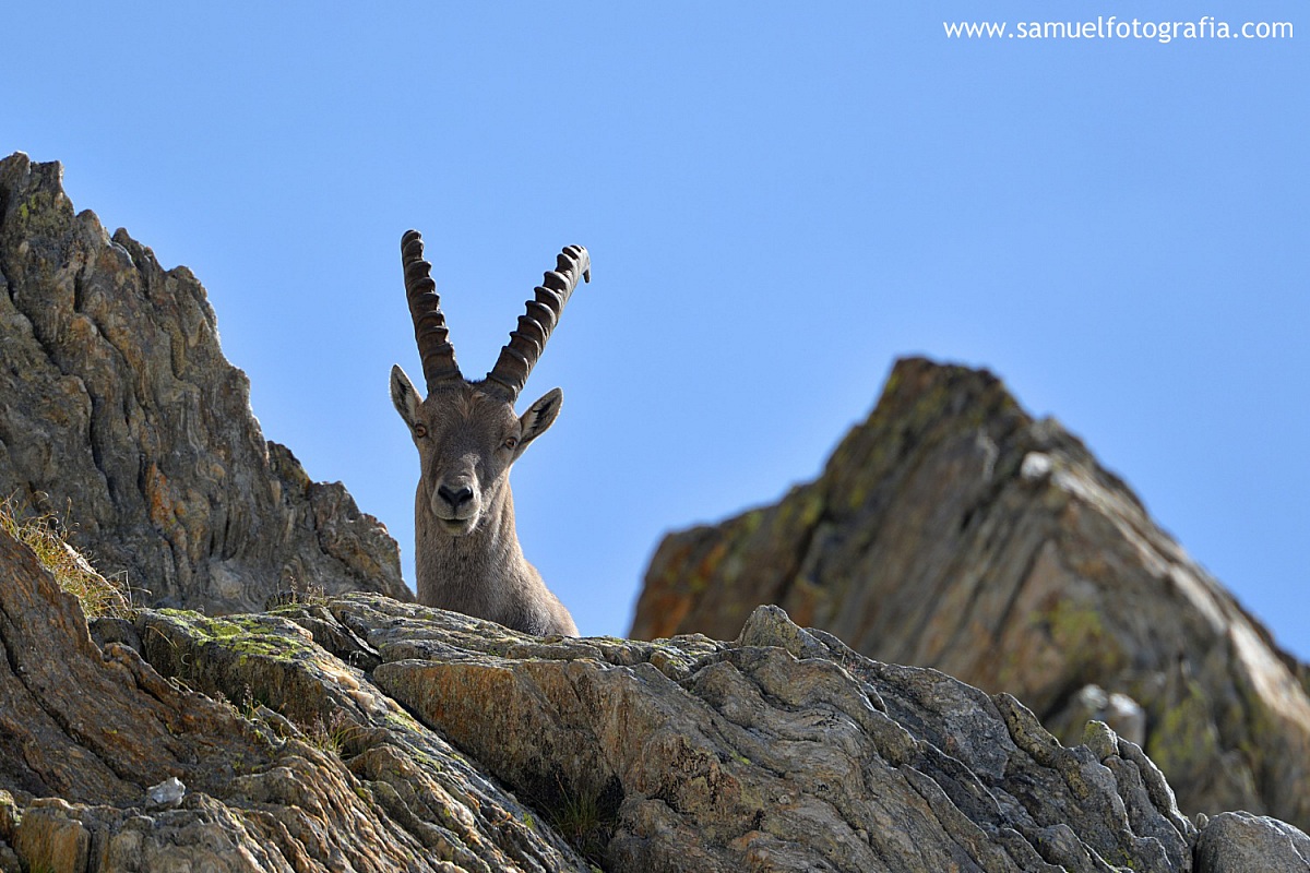 Stambecco curioso