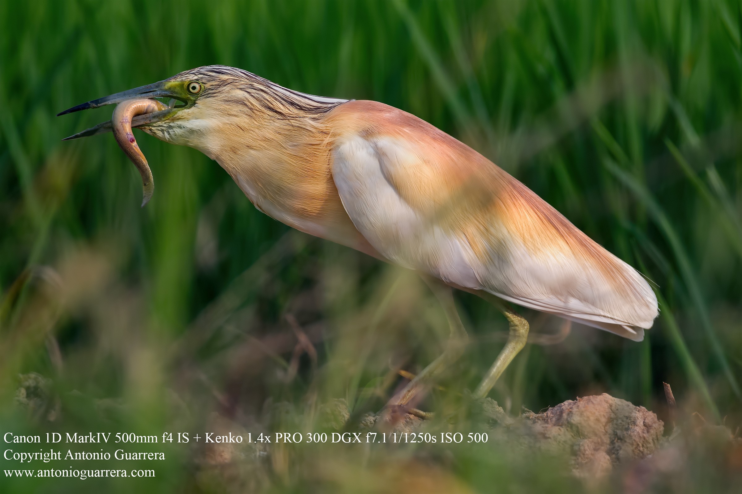Caccia grossa (Sgarza ciuffetto)