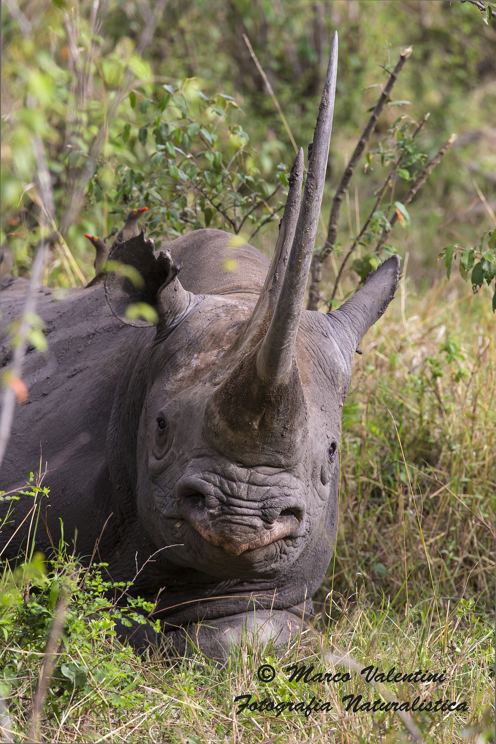 Il sonnellino del gigante