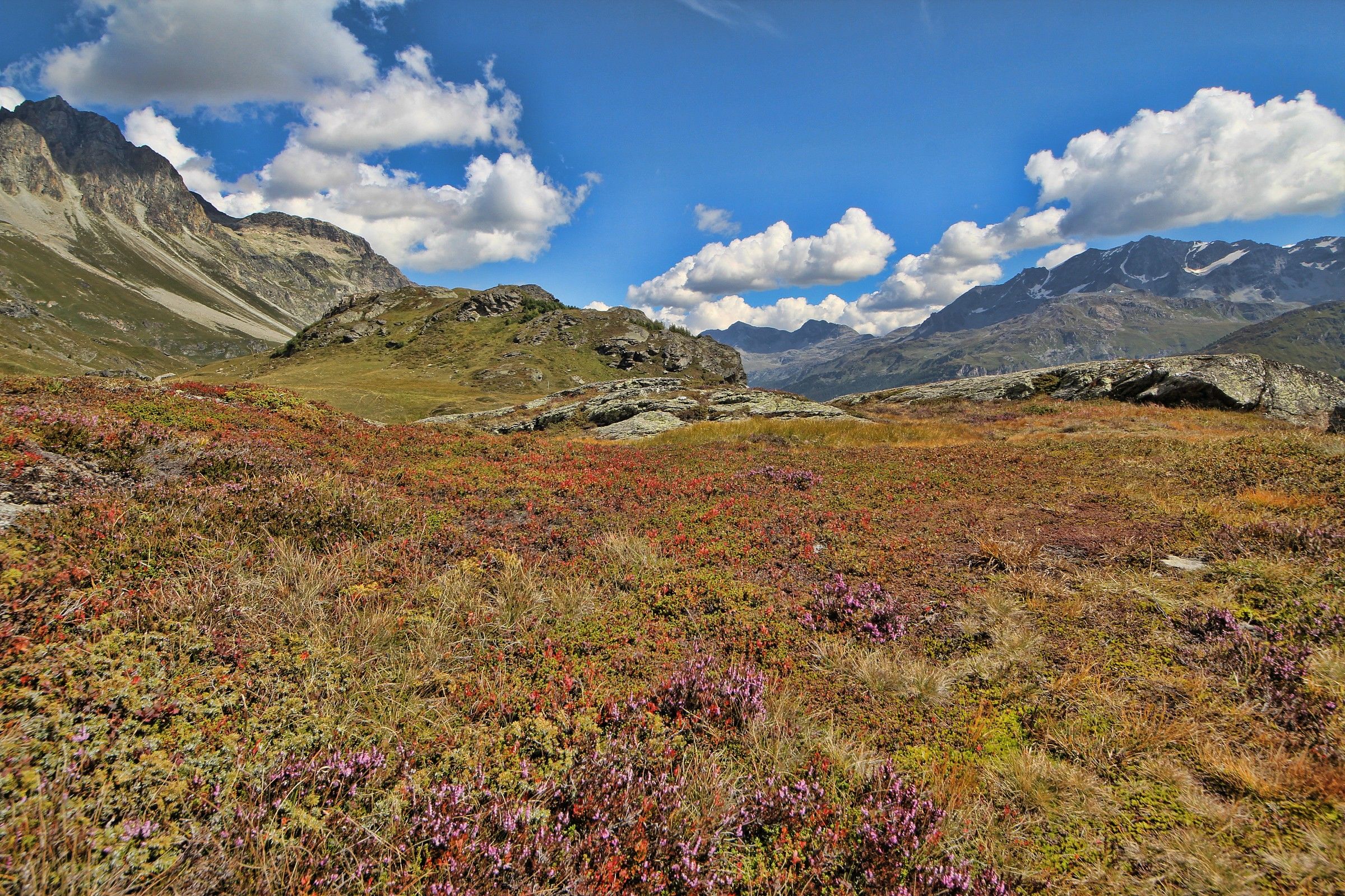 vegetation at high altitude