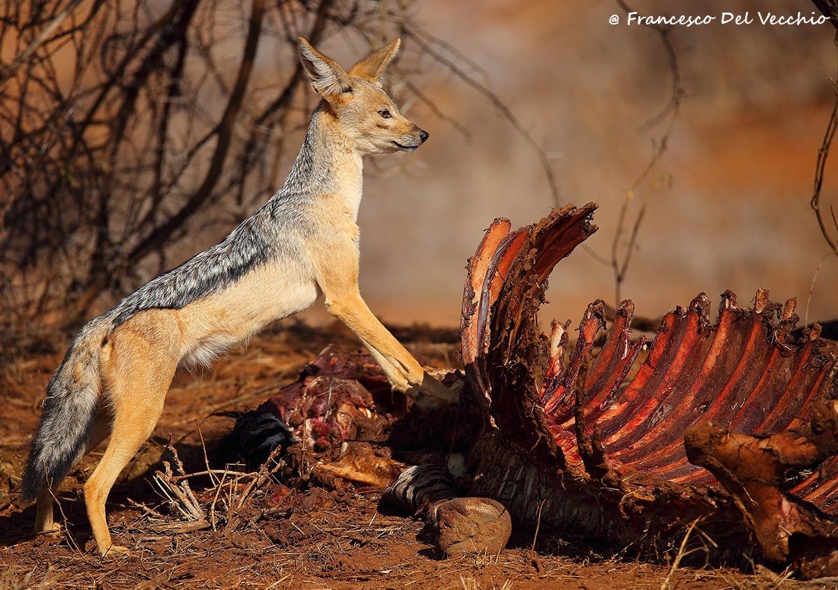 Il mio Tesssoro.... :)