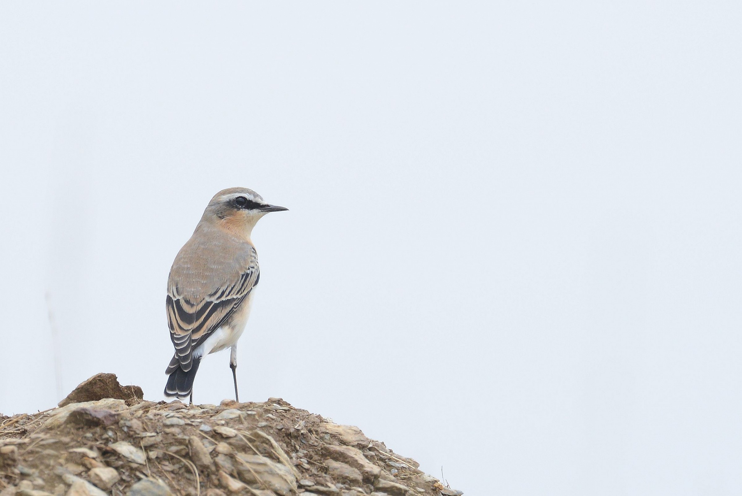 wheatear