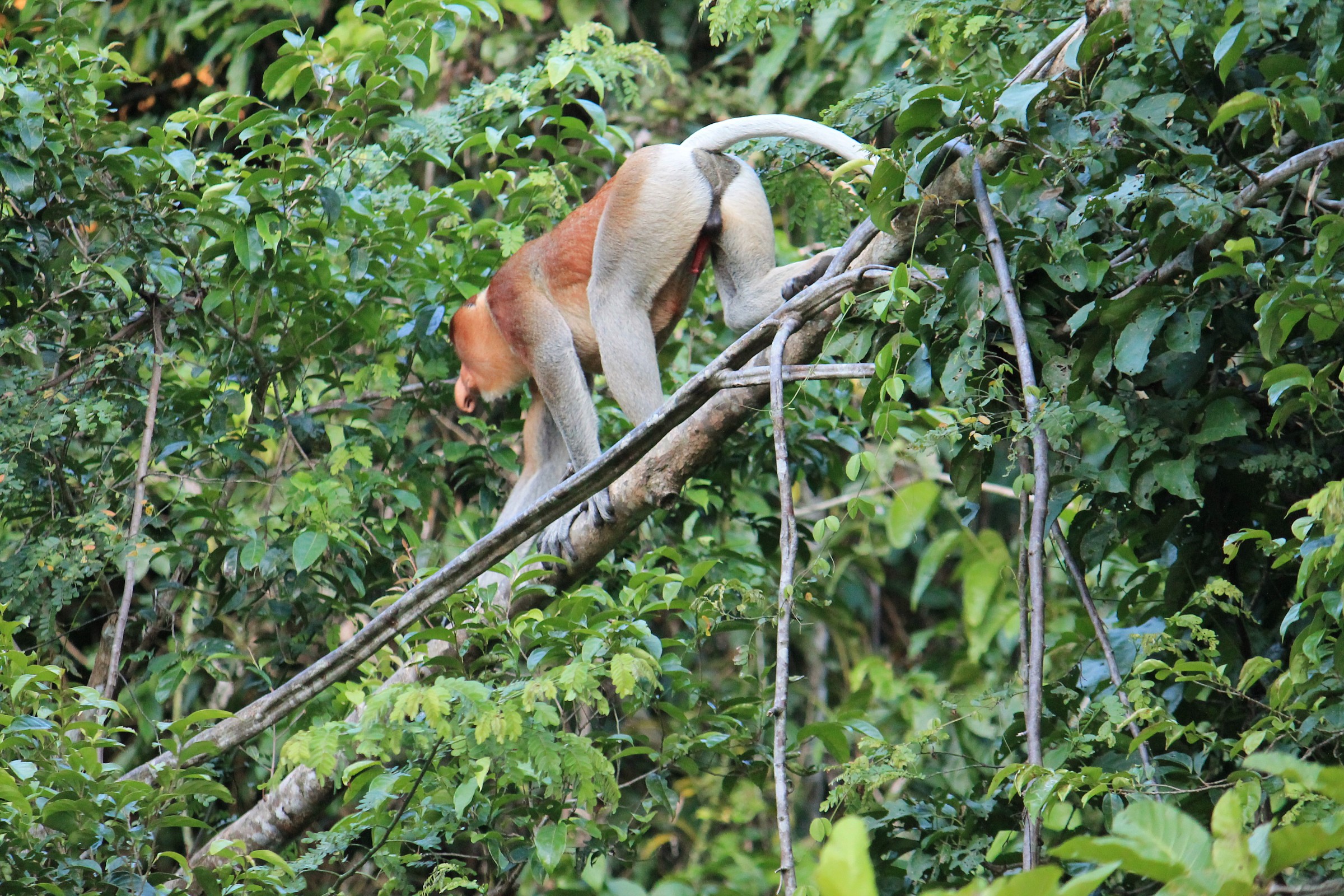 proboscid monkey