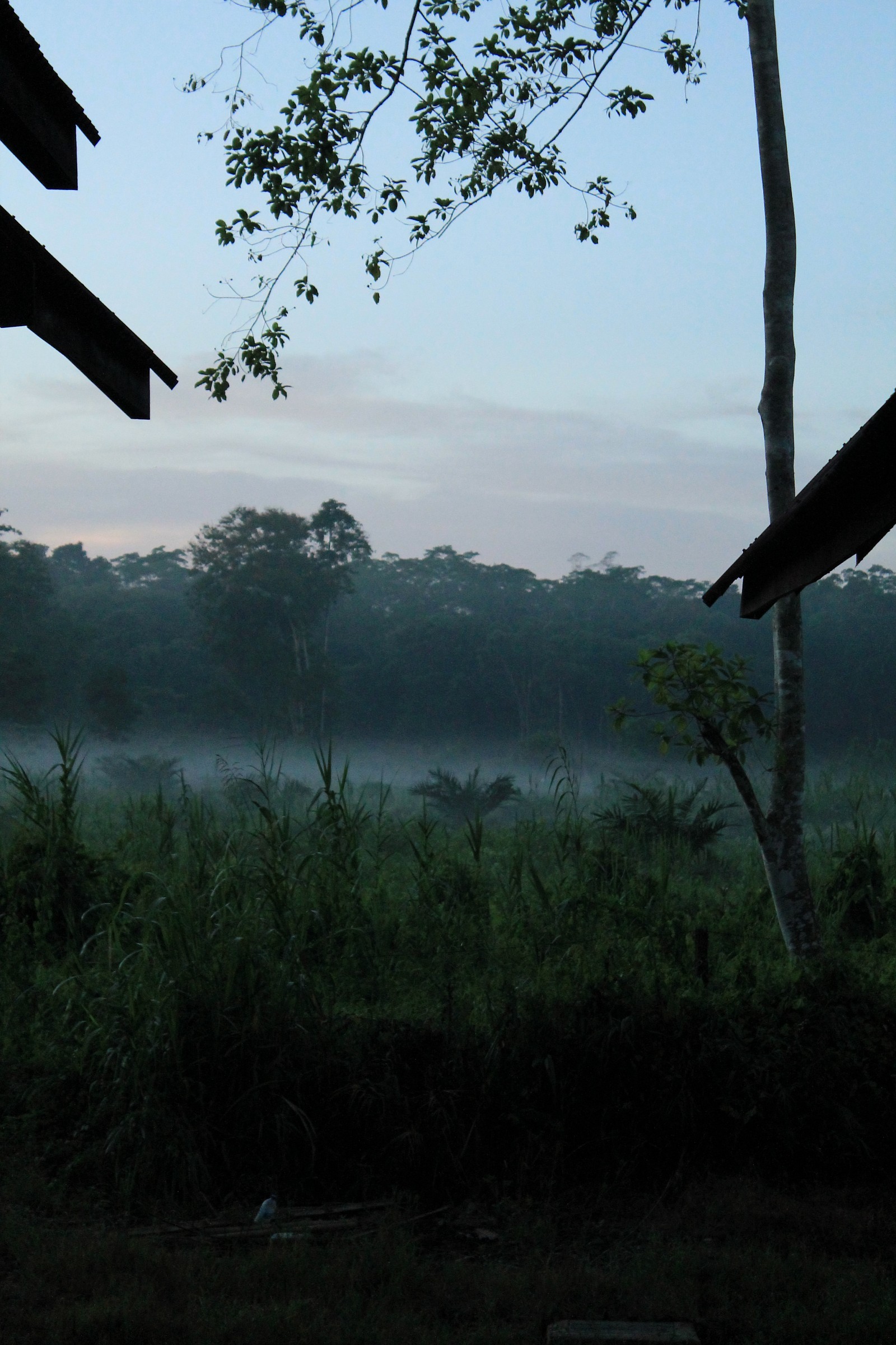 sunrise in the jungles of Malaysian Borneo
