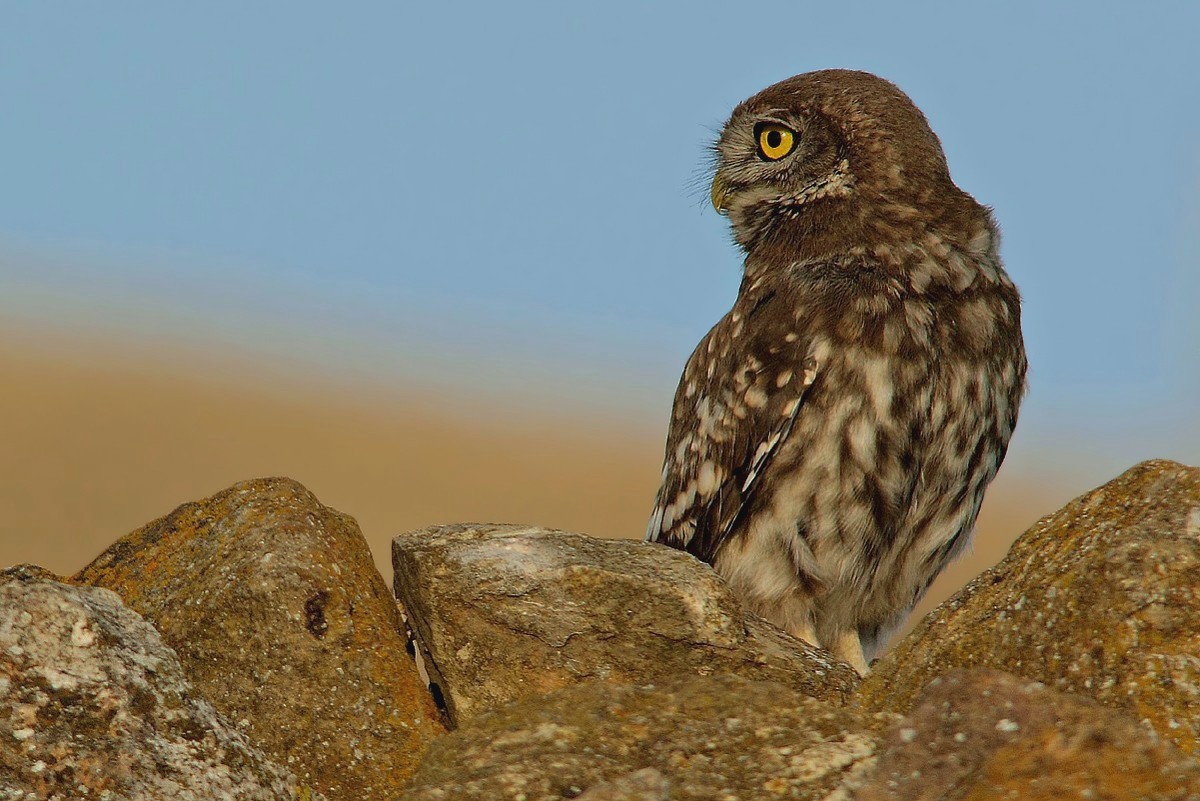 Civetta-profilo migliore