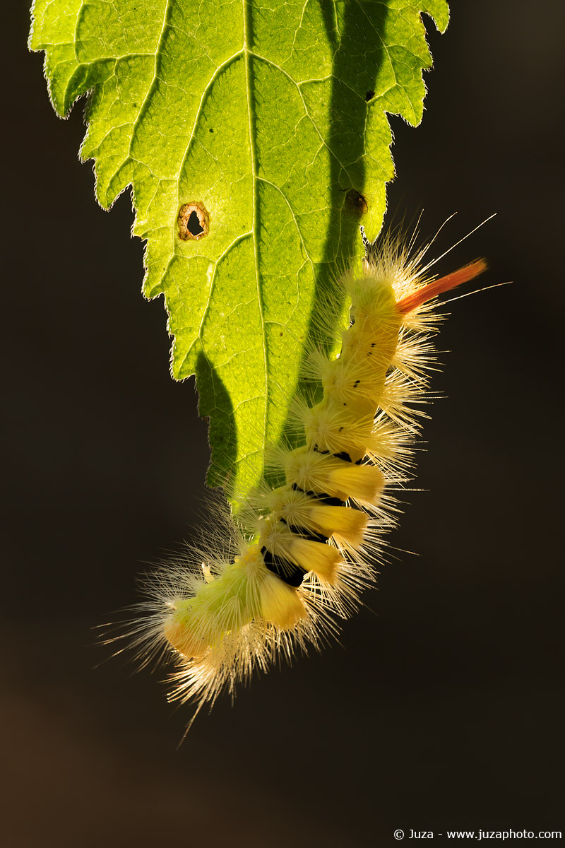 Calliteara pudibunda