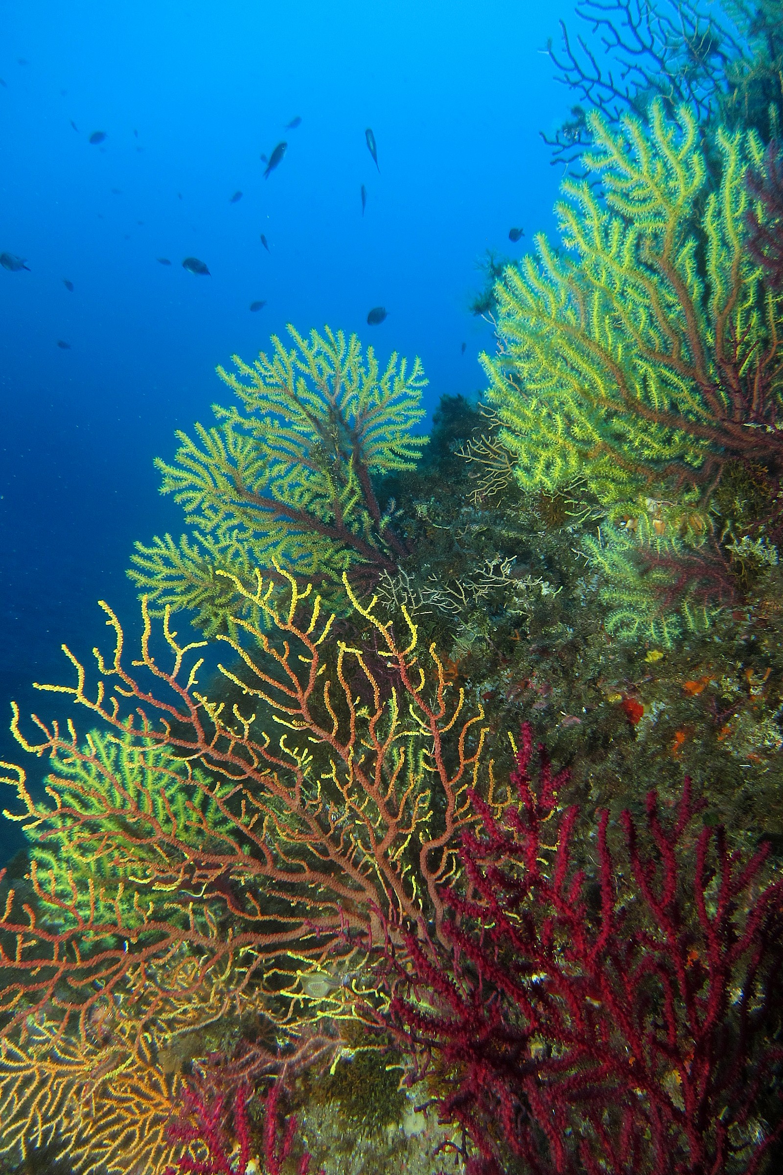 The gorgonians of the mountains of Scilla