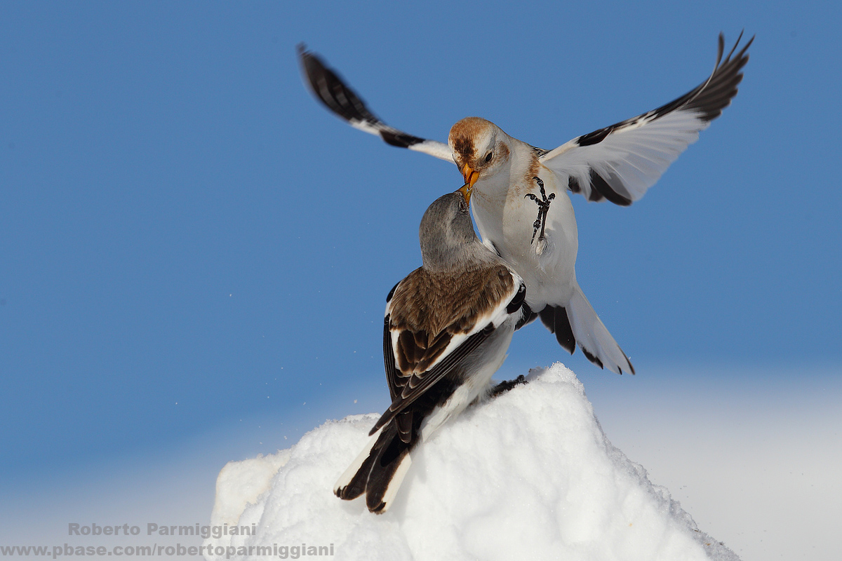 Snow Bunting vs finch