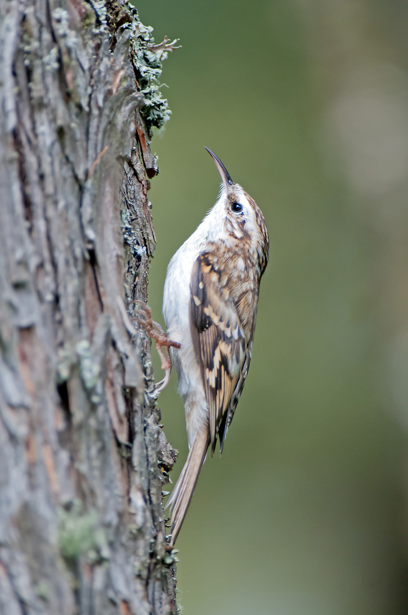 Treecreeper