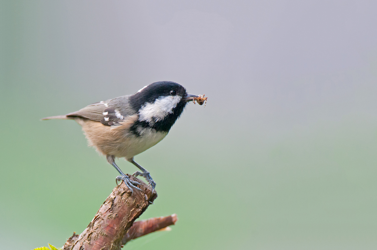 Coal Tit with spider