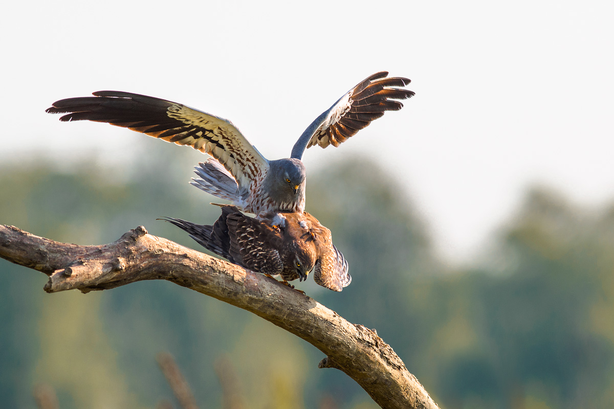 Accoppiamento tra albanelle minori.