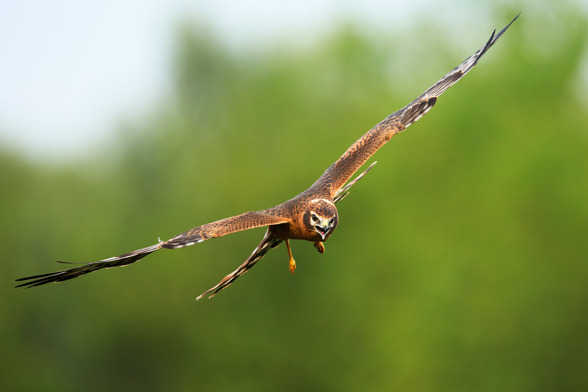 Flyby of the young year.