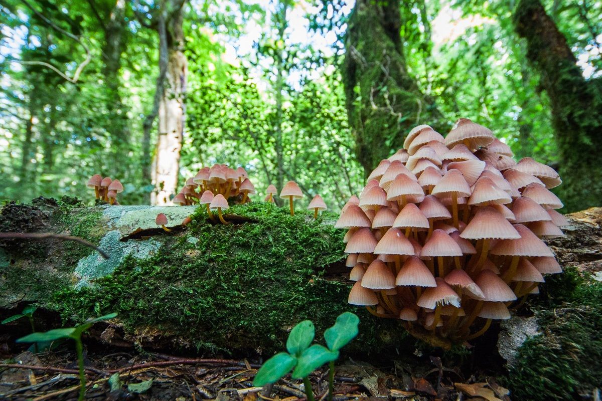 Village of Mushrooms