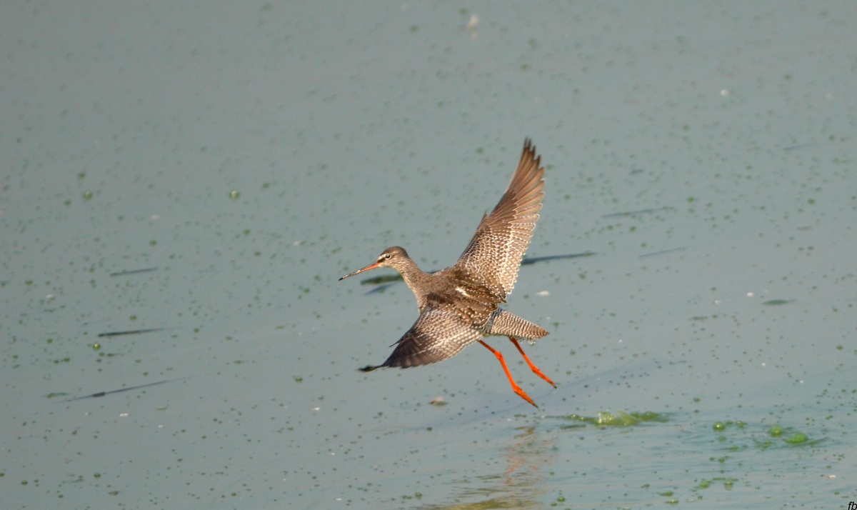 il totano moro (grazie Valentini)