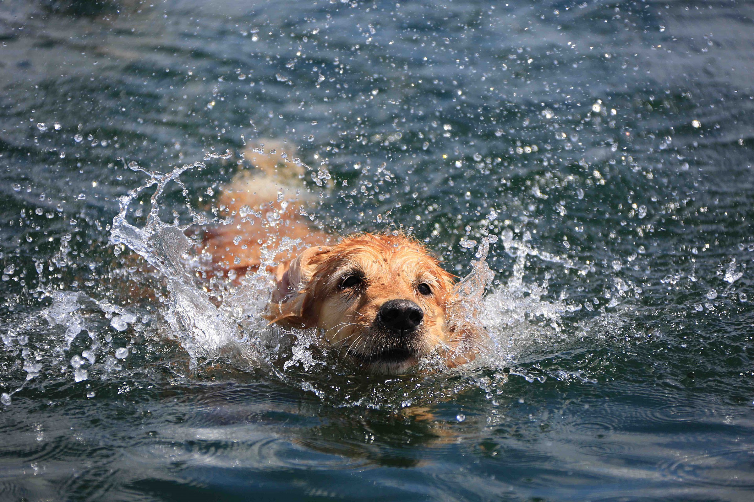 Water Dog