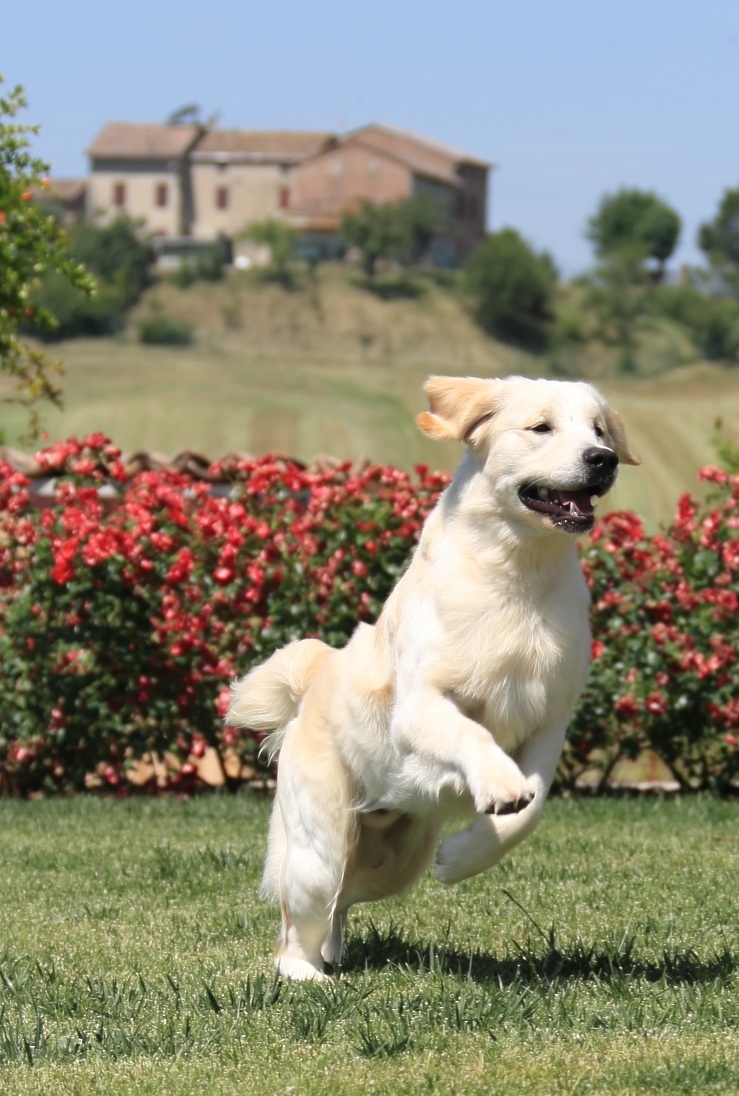 Royal Crest Gold-n Extreme Make Over