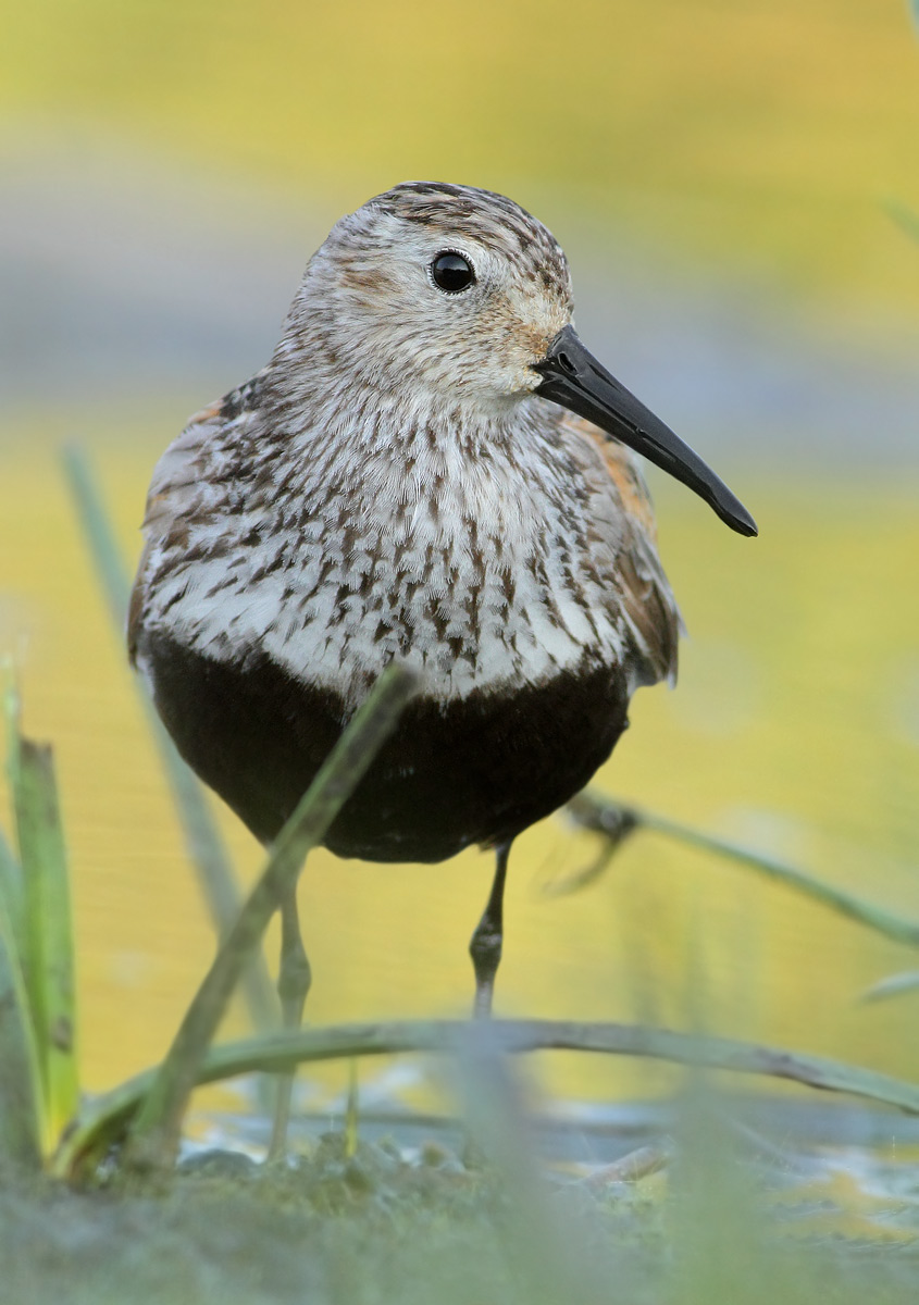Dunlin
