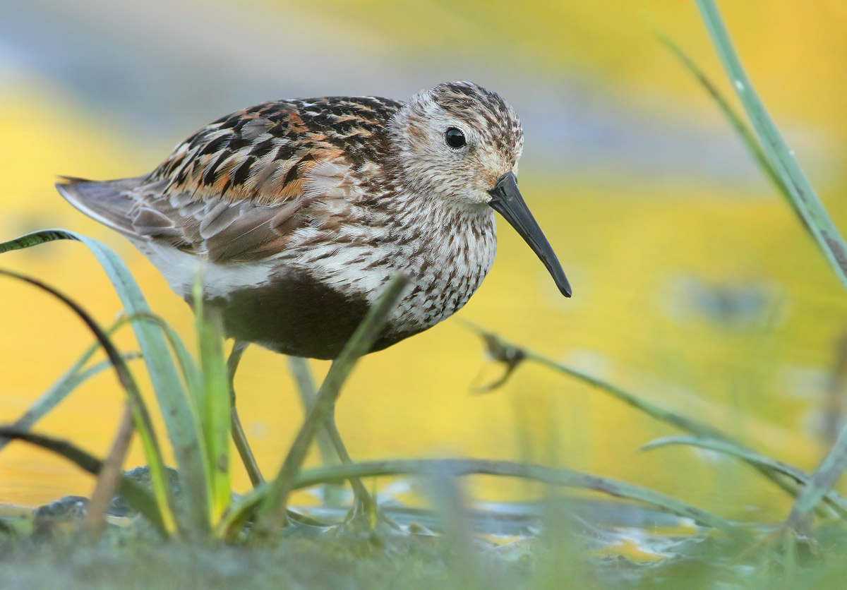 Dunlin