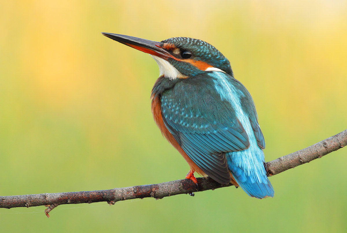 kingfisher