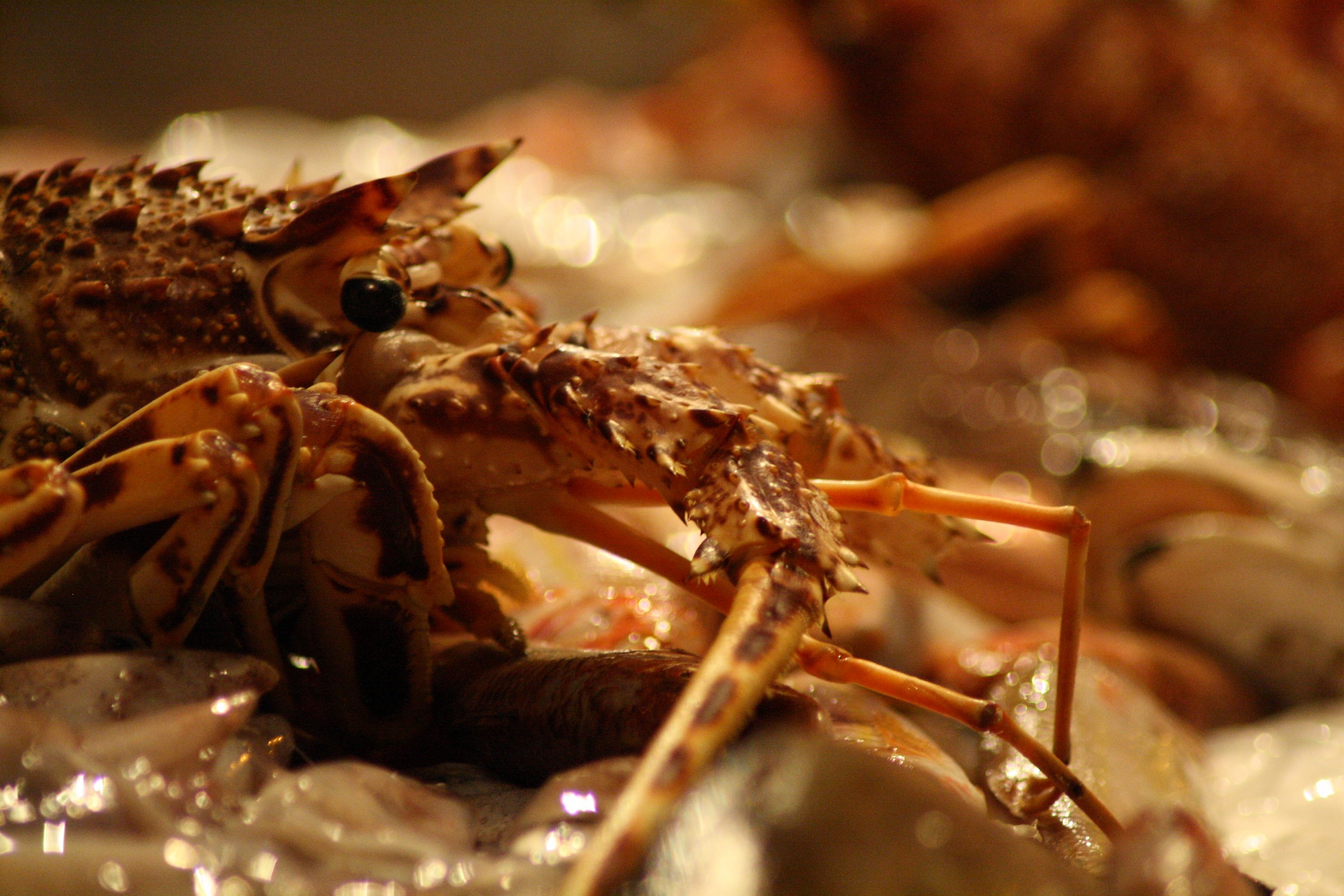 beautiful to look at and to eat