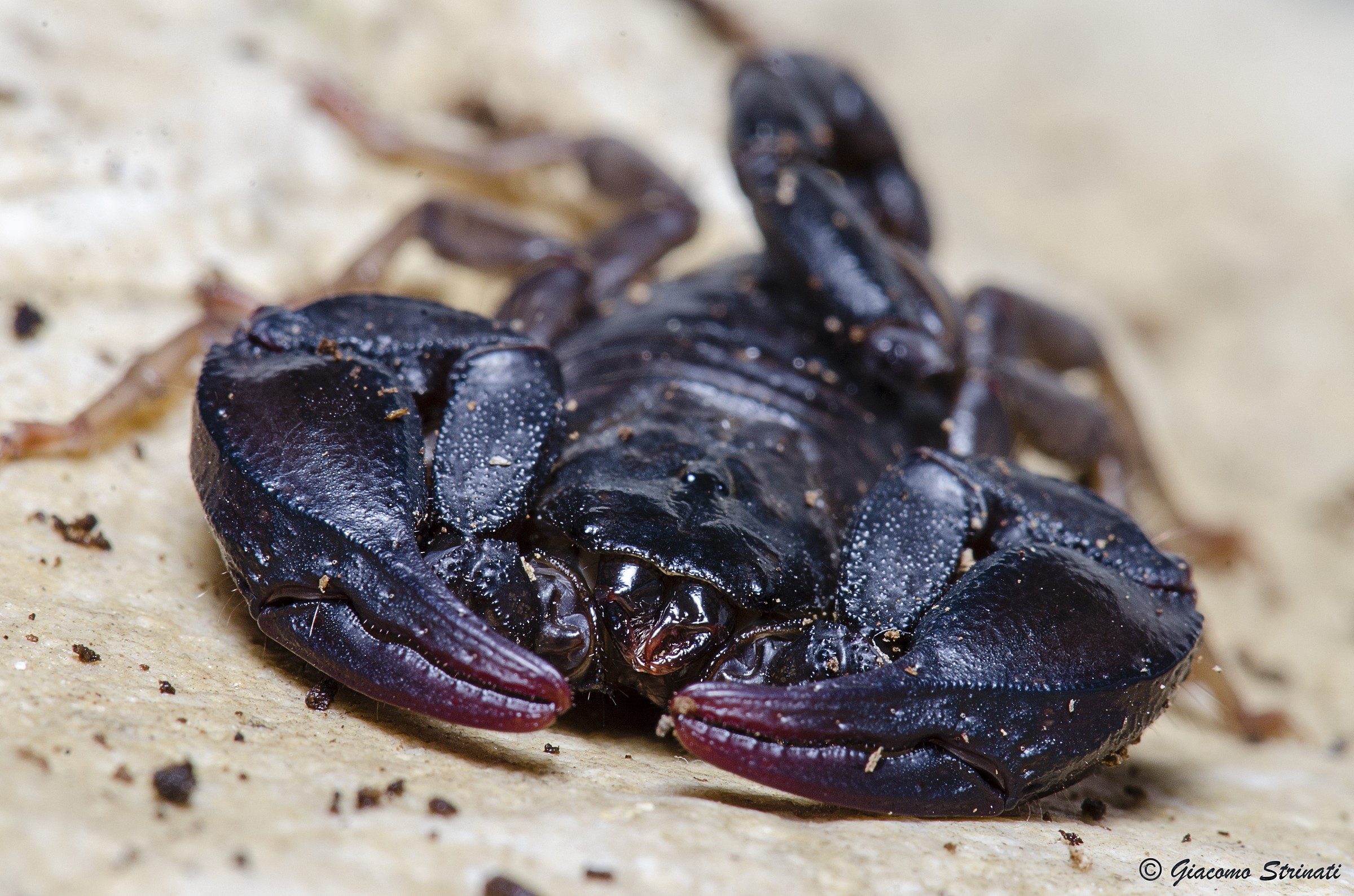Euscorpius italicus (Herbst, 1800) 002