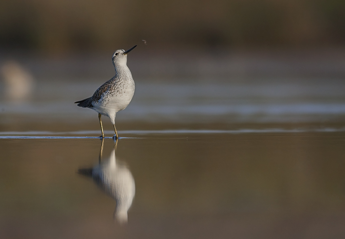 Albastrello and mosquito
