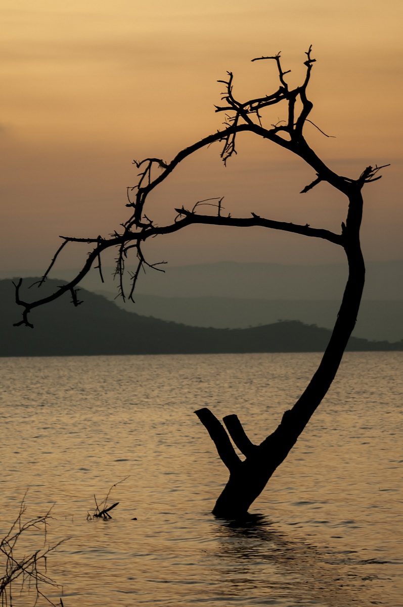 Lake baringo