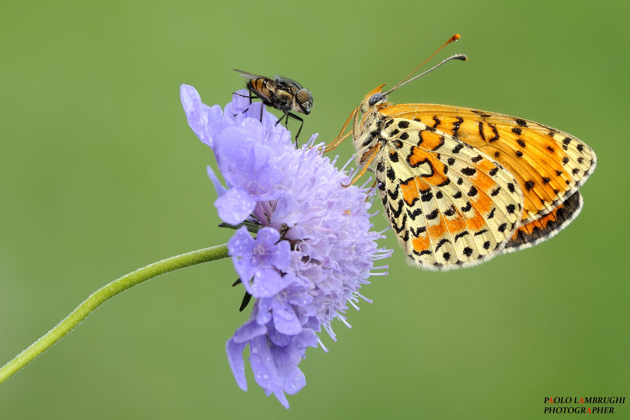 Ravvicinti ... Dating ...