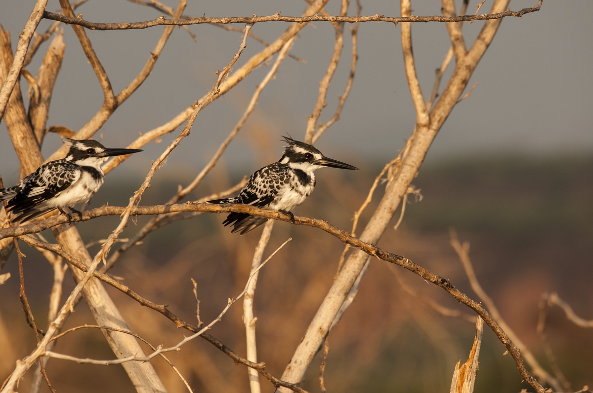 martin pescatore bianco e nero coppia al lake baringo