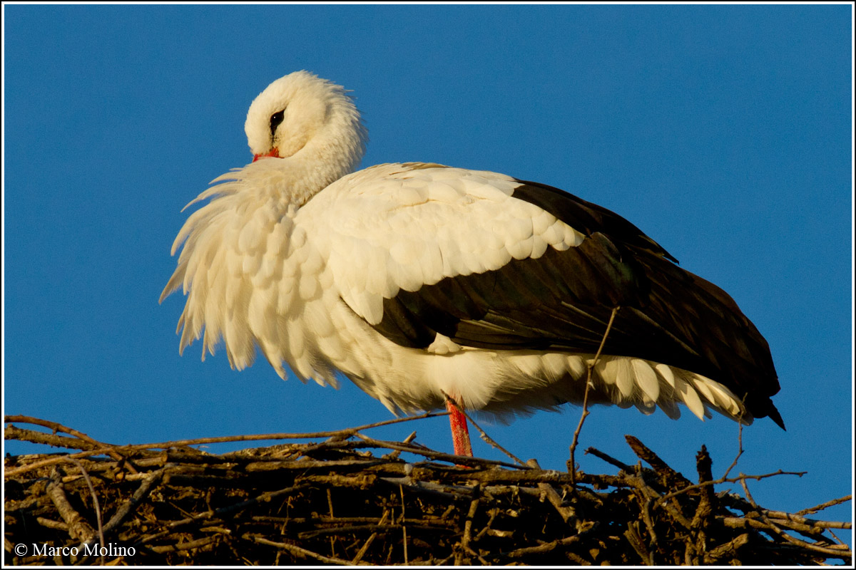 Ciconia ciconia - Cicogna bianca