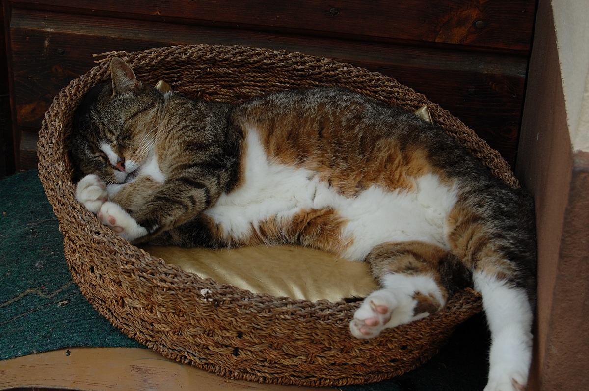 Siesta feline