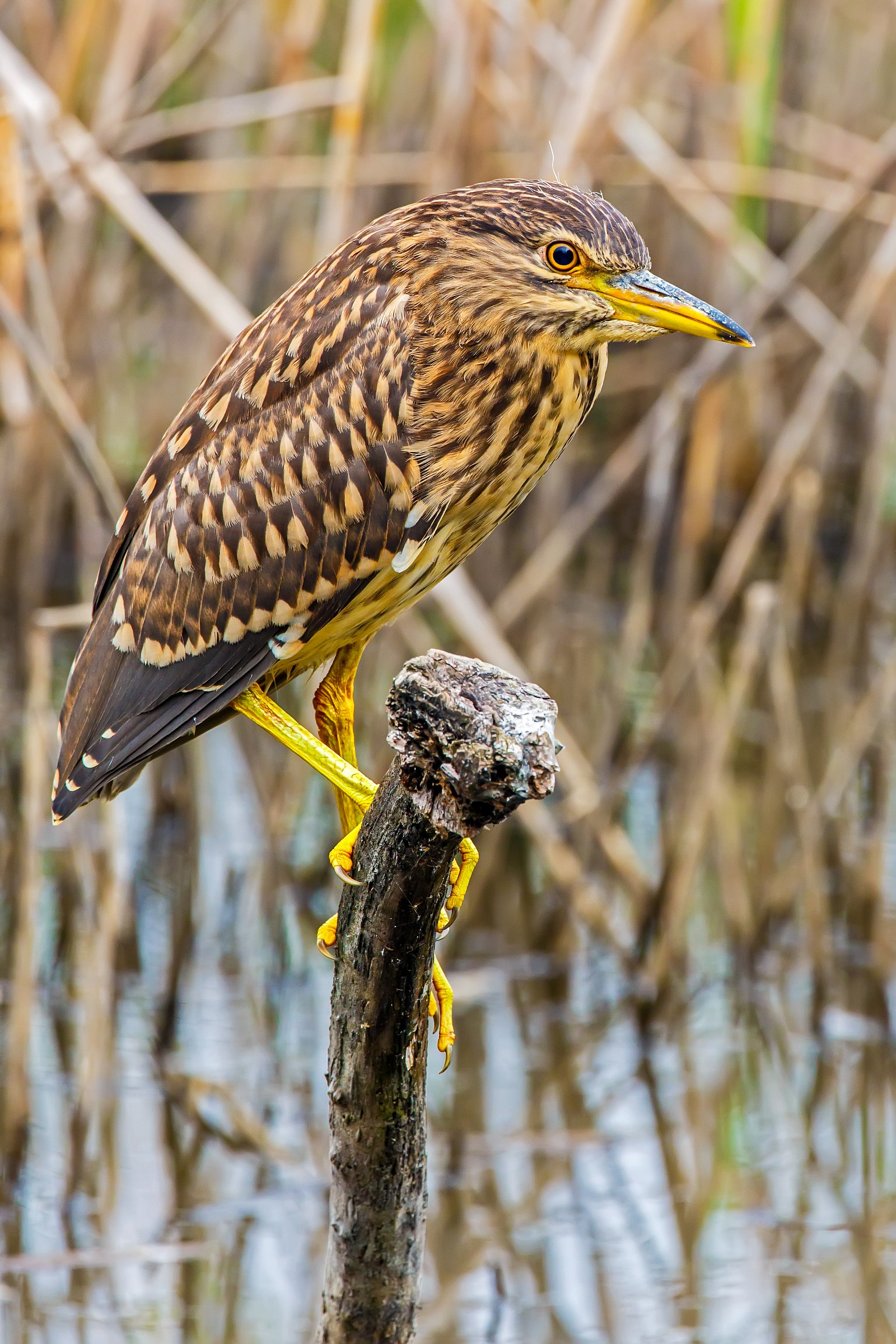 Nitticora Giovane e Bella