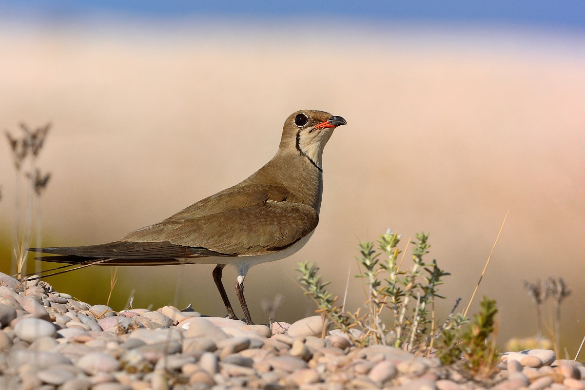 Pratincole