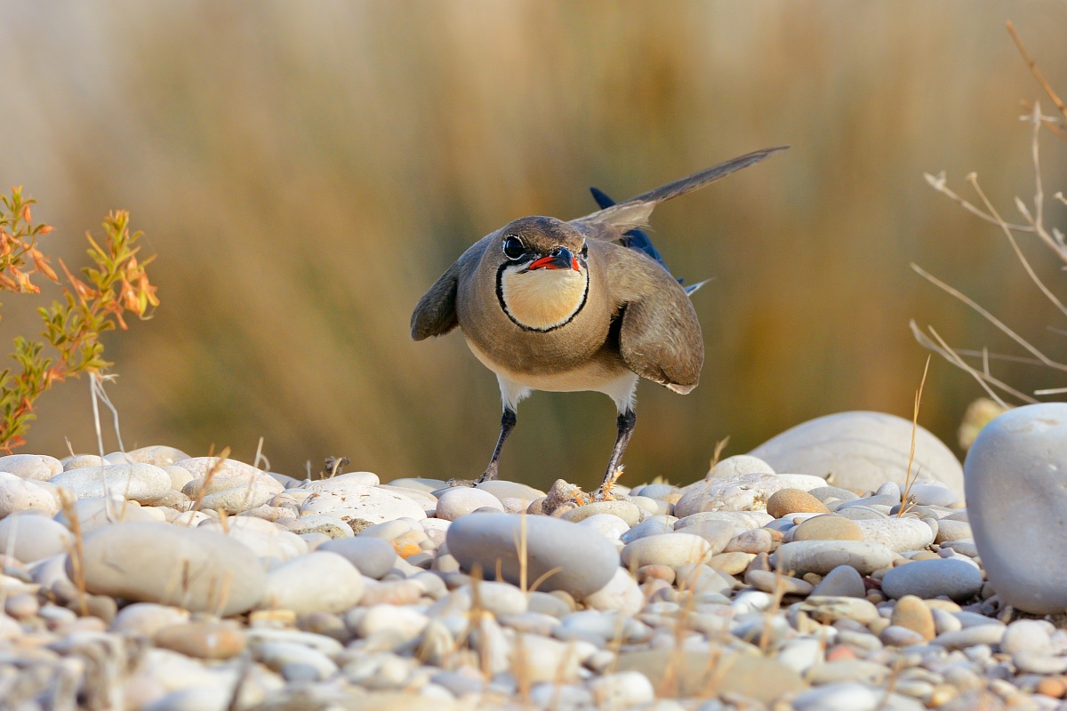 Pratincole.