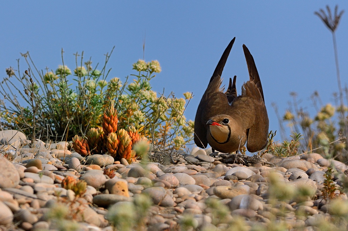 Pratincole