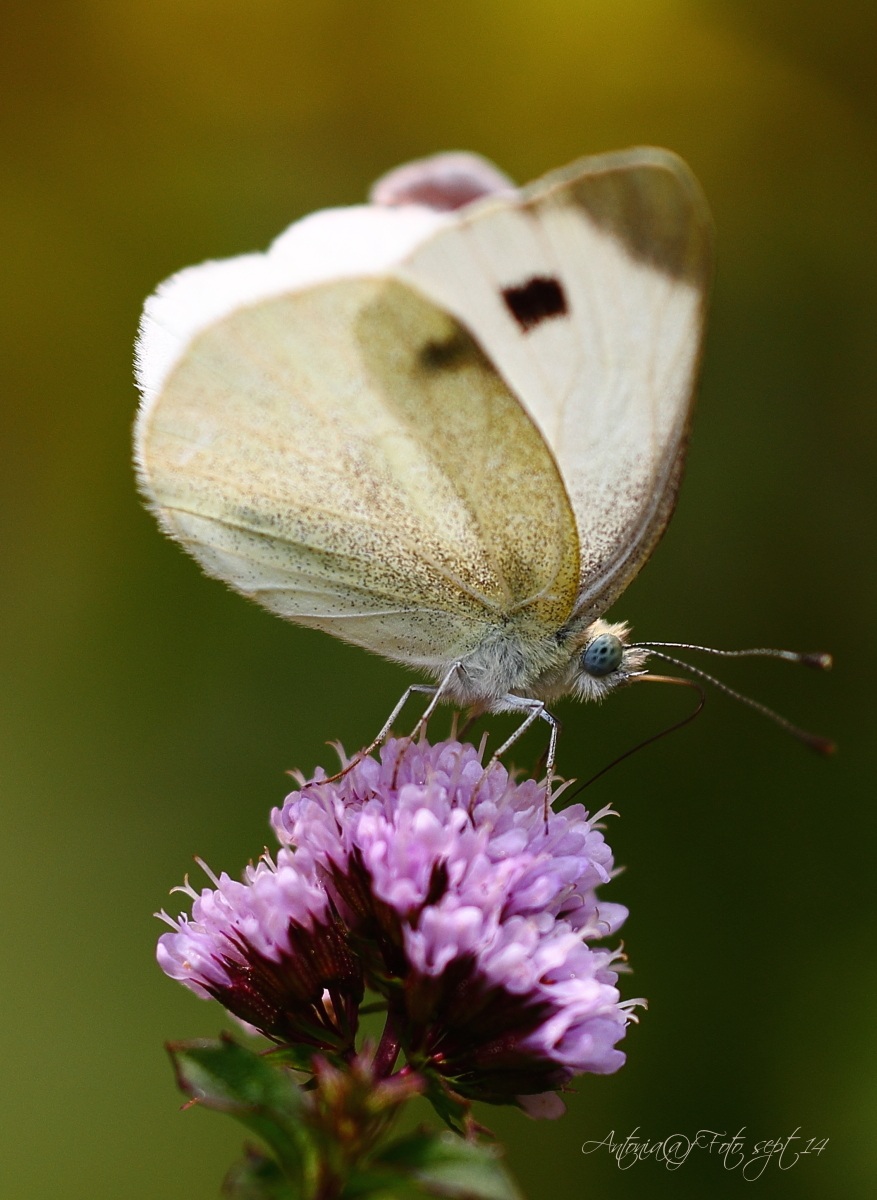 Pieris su fiore di menta