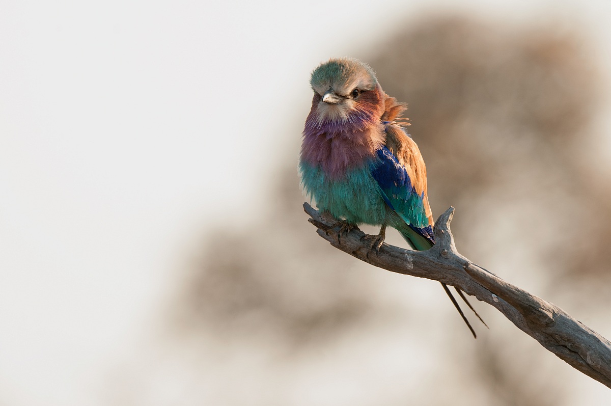 lilac breasted roller