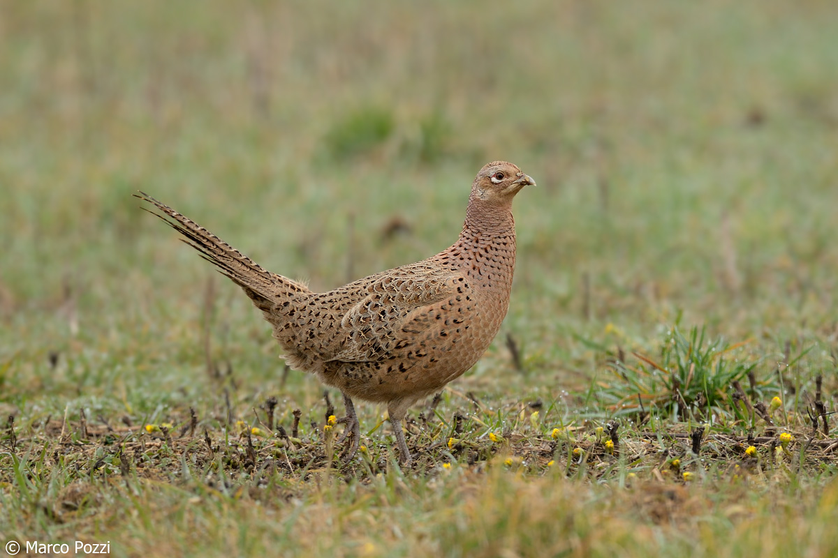 female pheasant