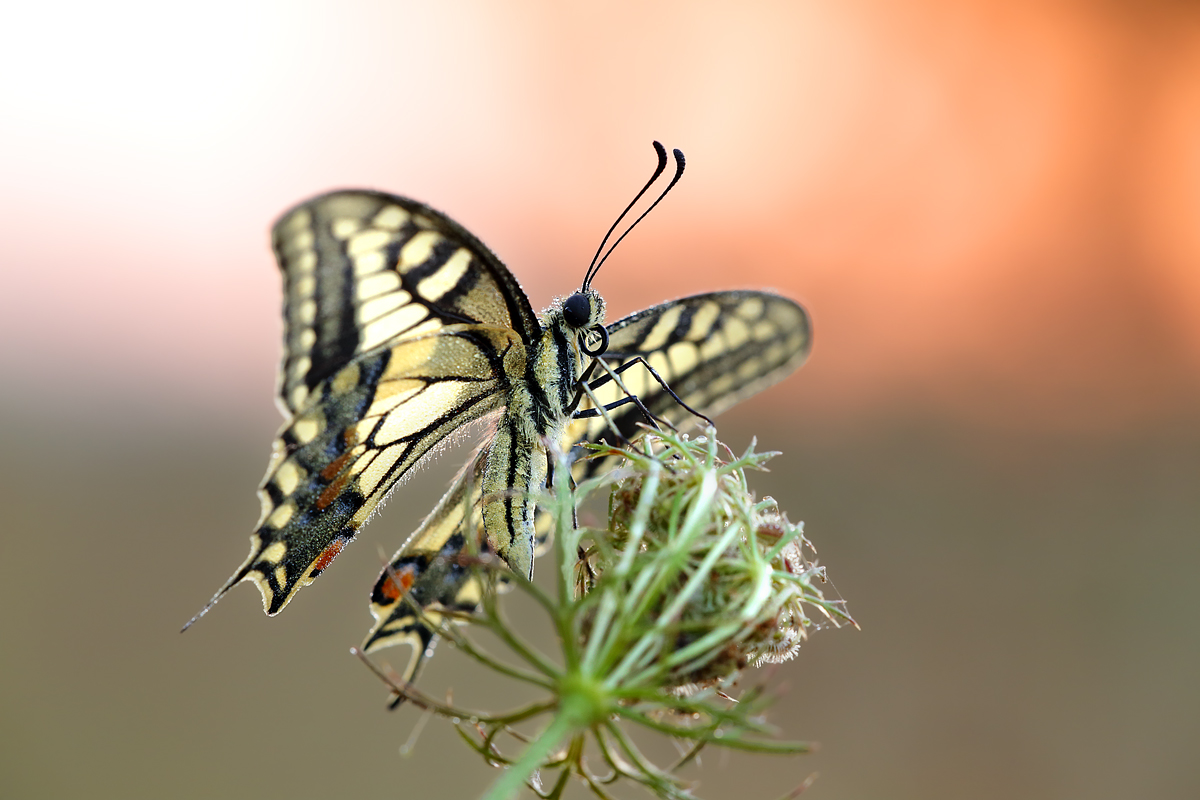 Papilio machaon