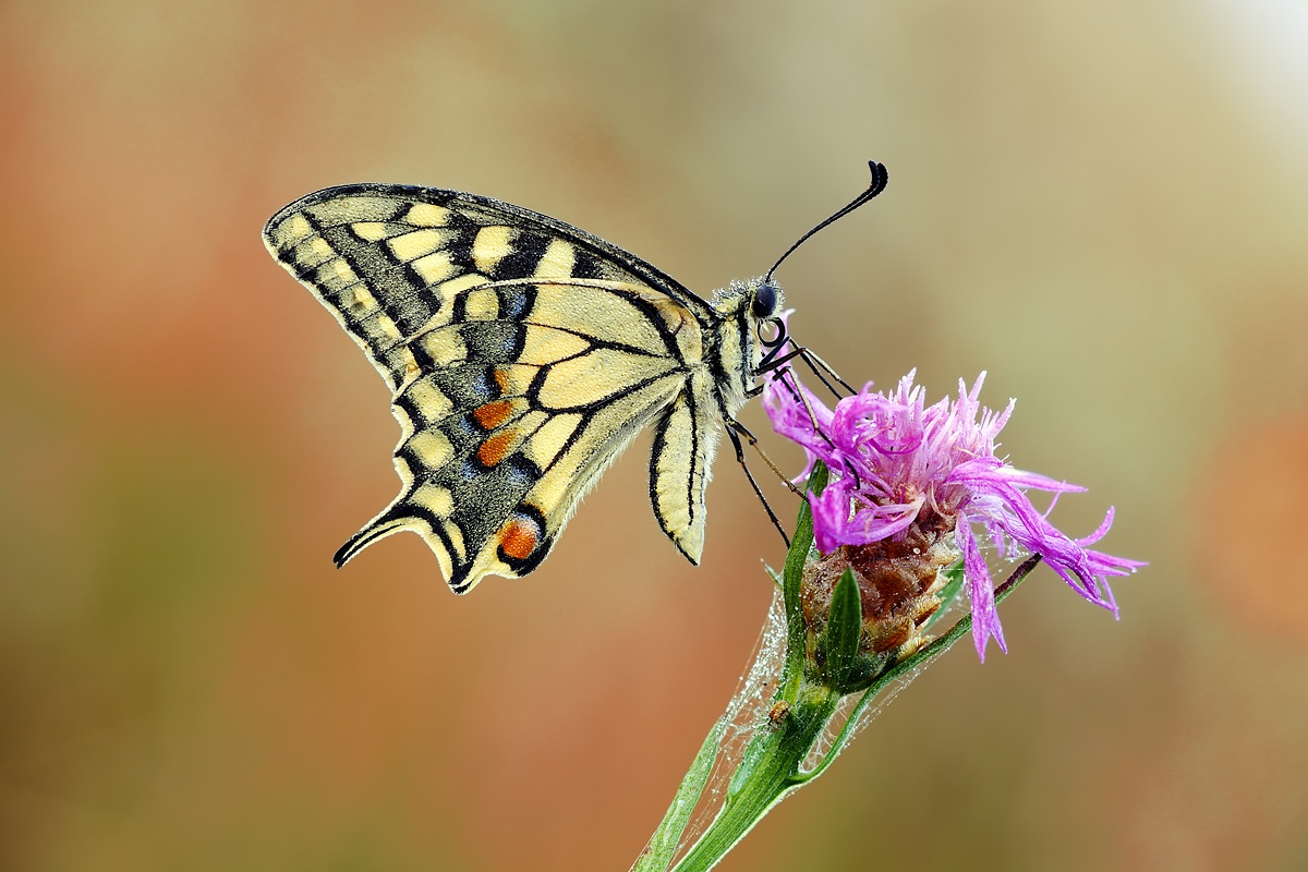 Papilio machaon
