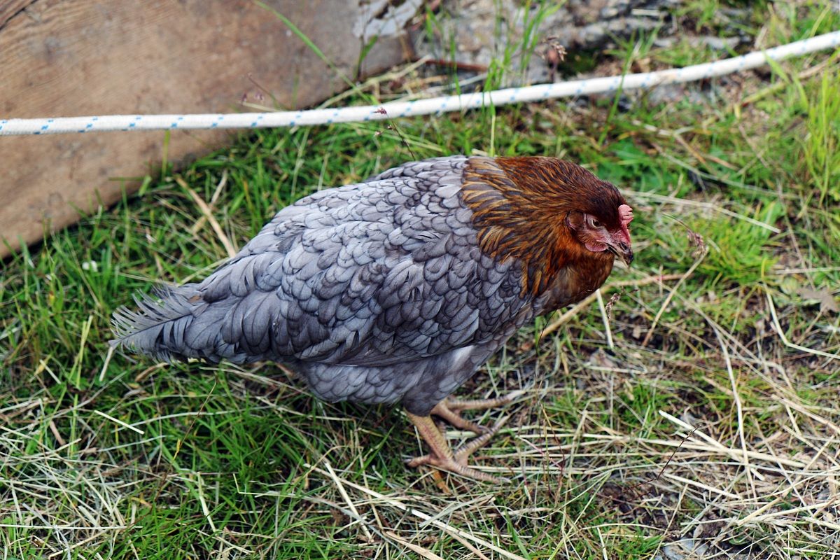 Gallina alpina a 2300m