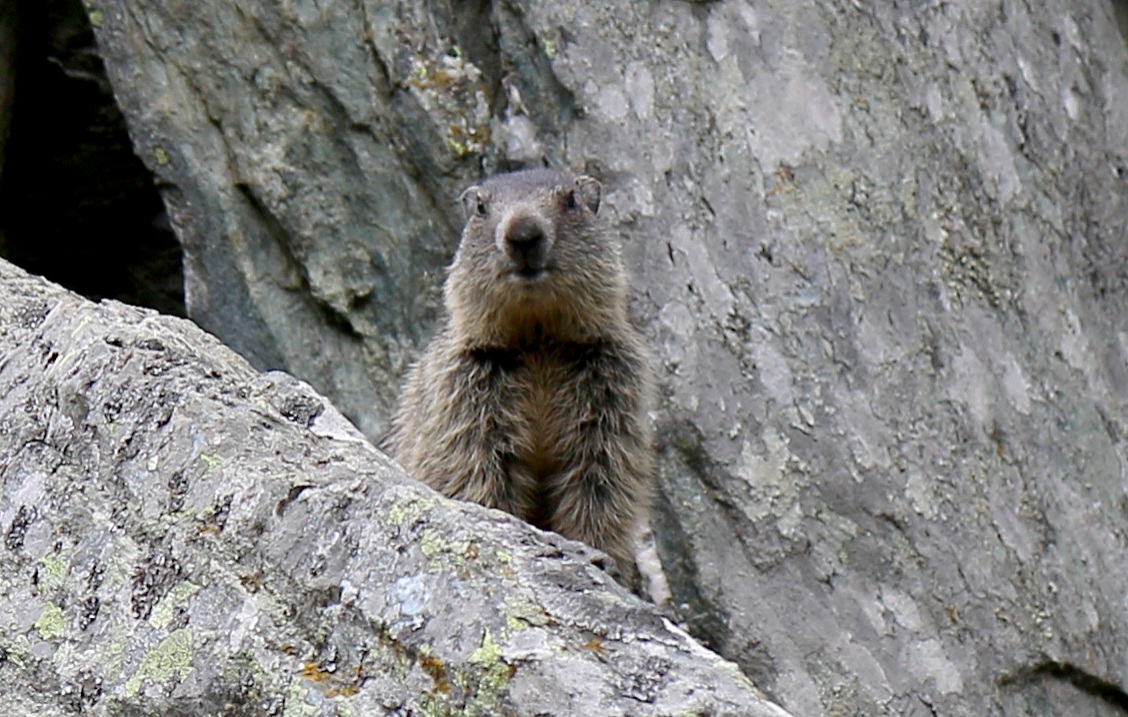 Marmotta