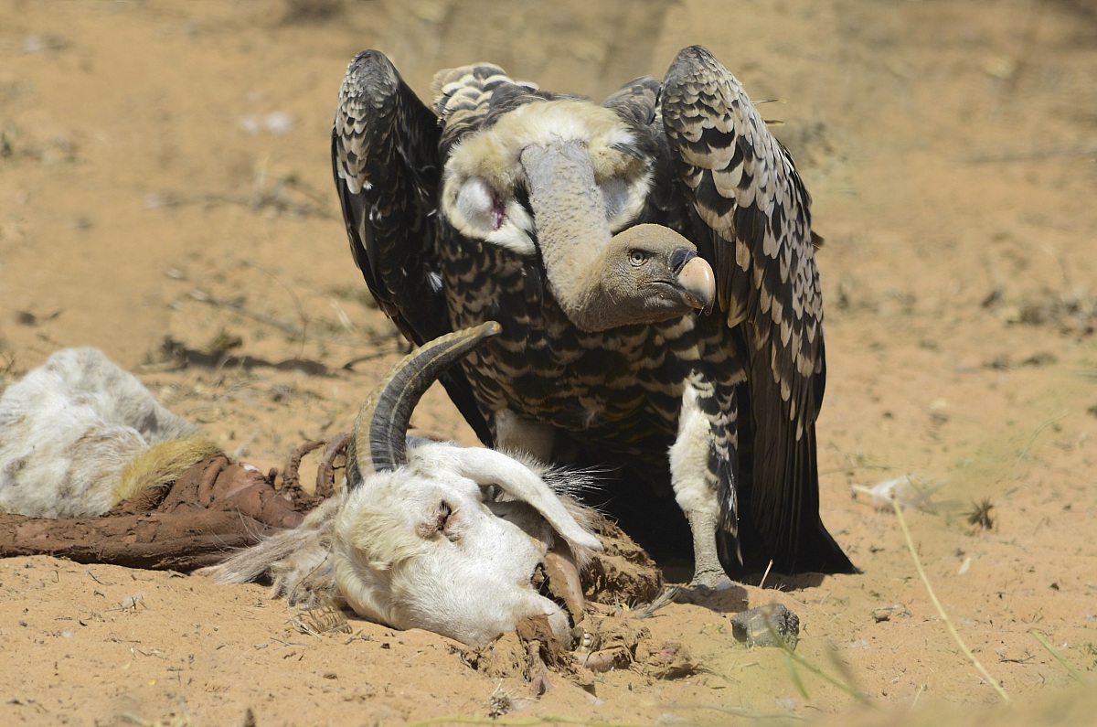Il pasto dell'avvoltoio -  Senegal