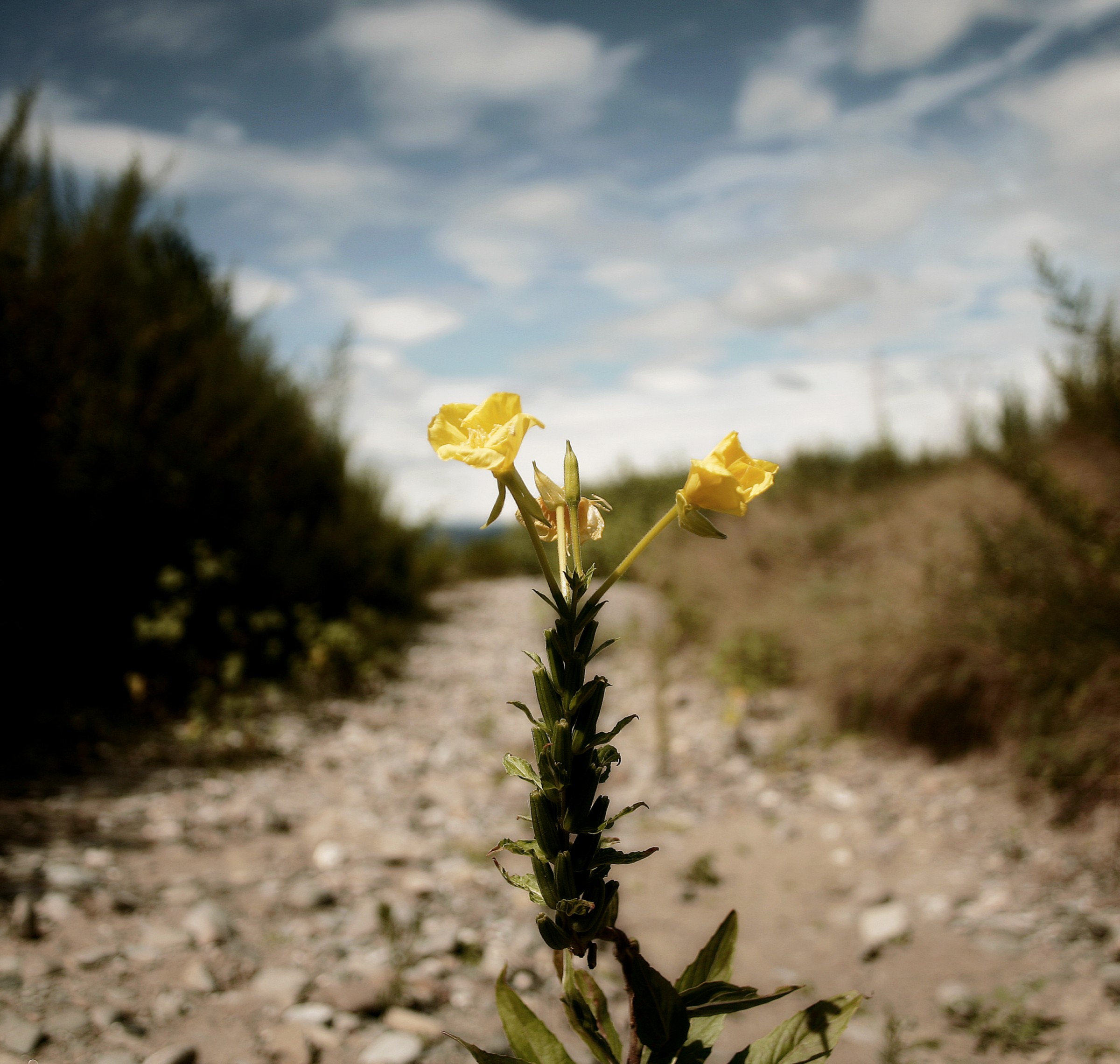 Nel mezzo del cammin