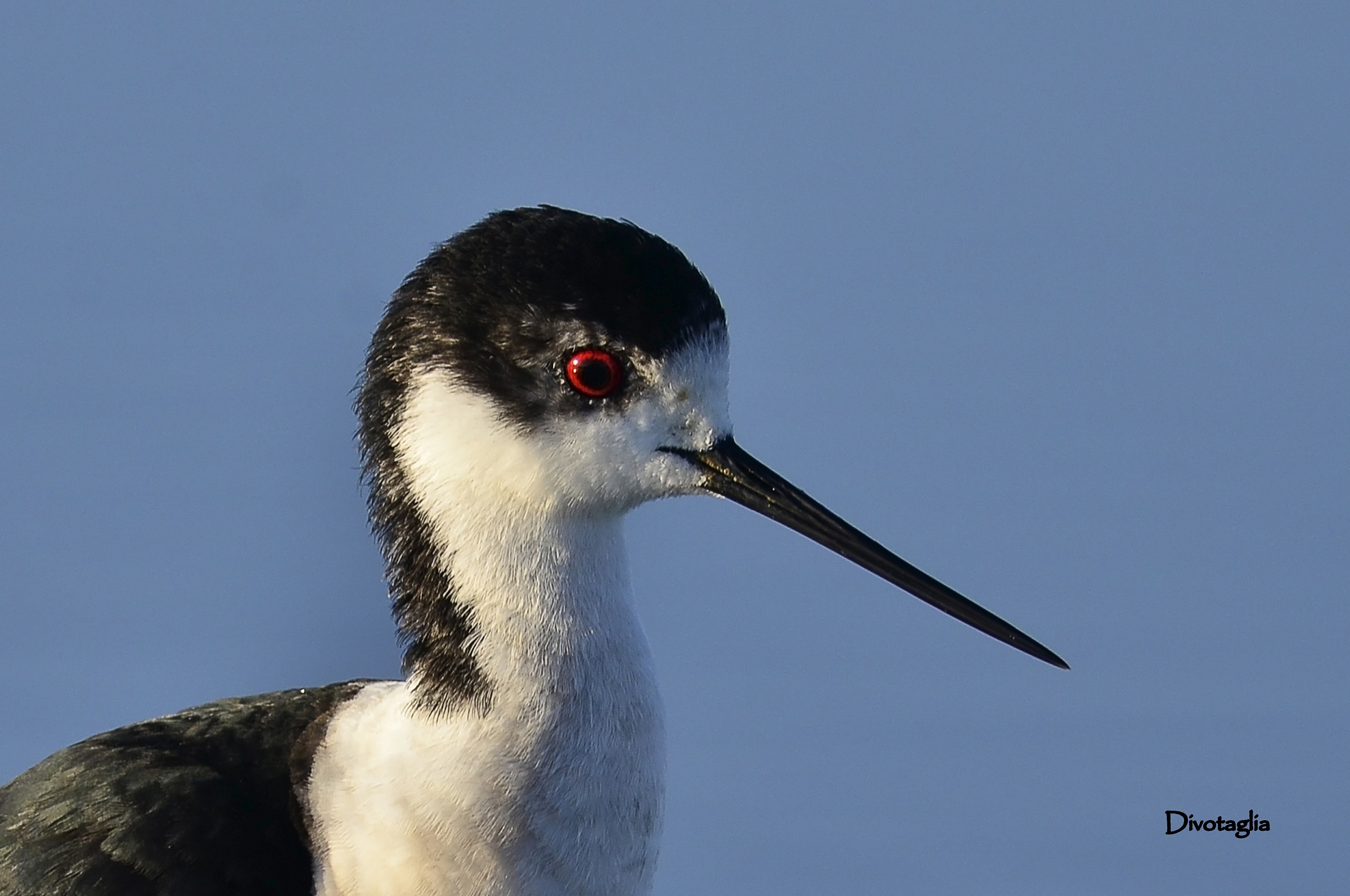 Knight of Italy (portrait)