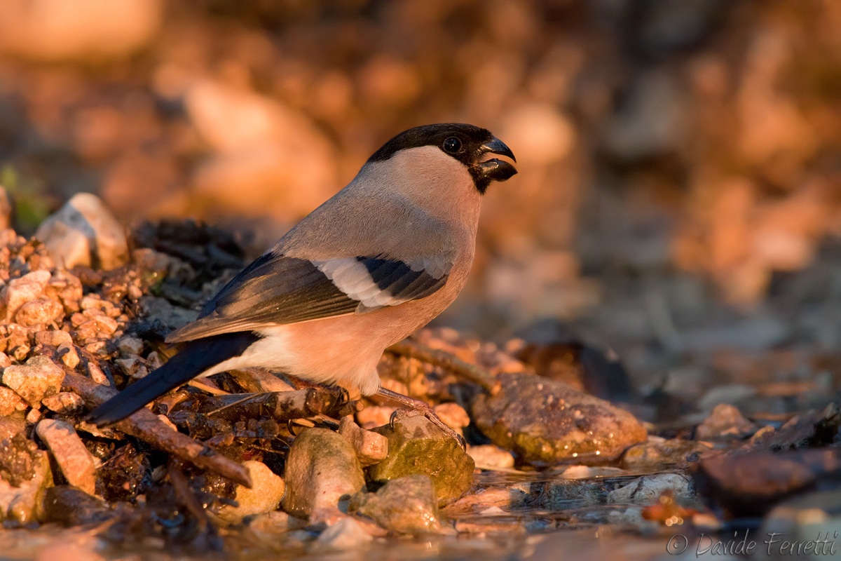Ciuffolotto femmina alla luce del tramonto invernale