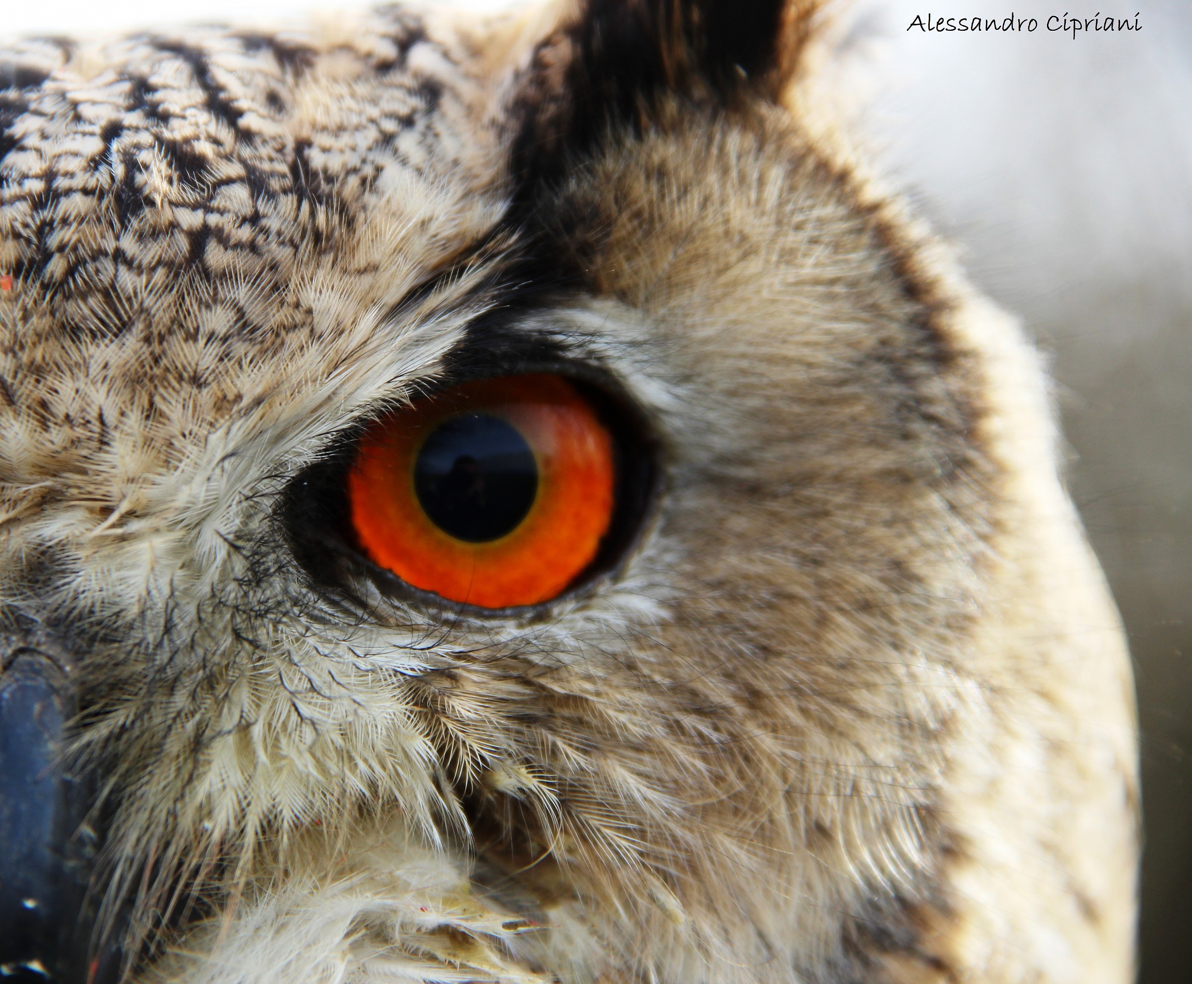 Eagle Owl (Bubo bubo)