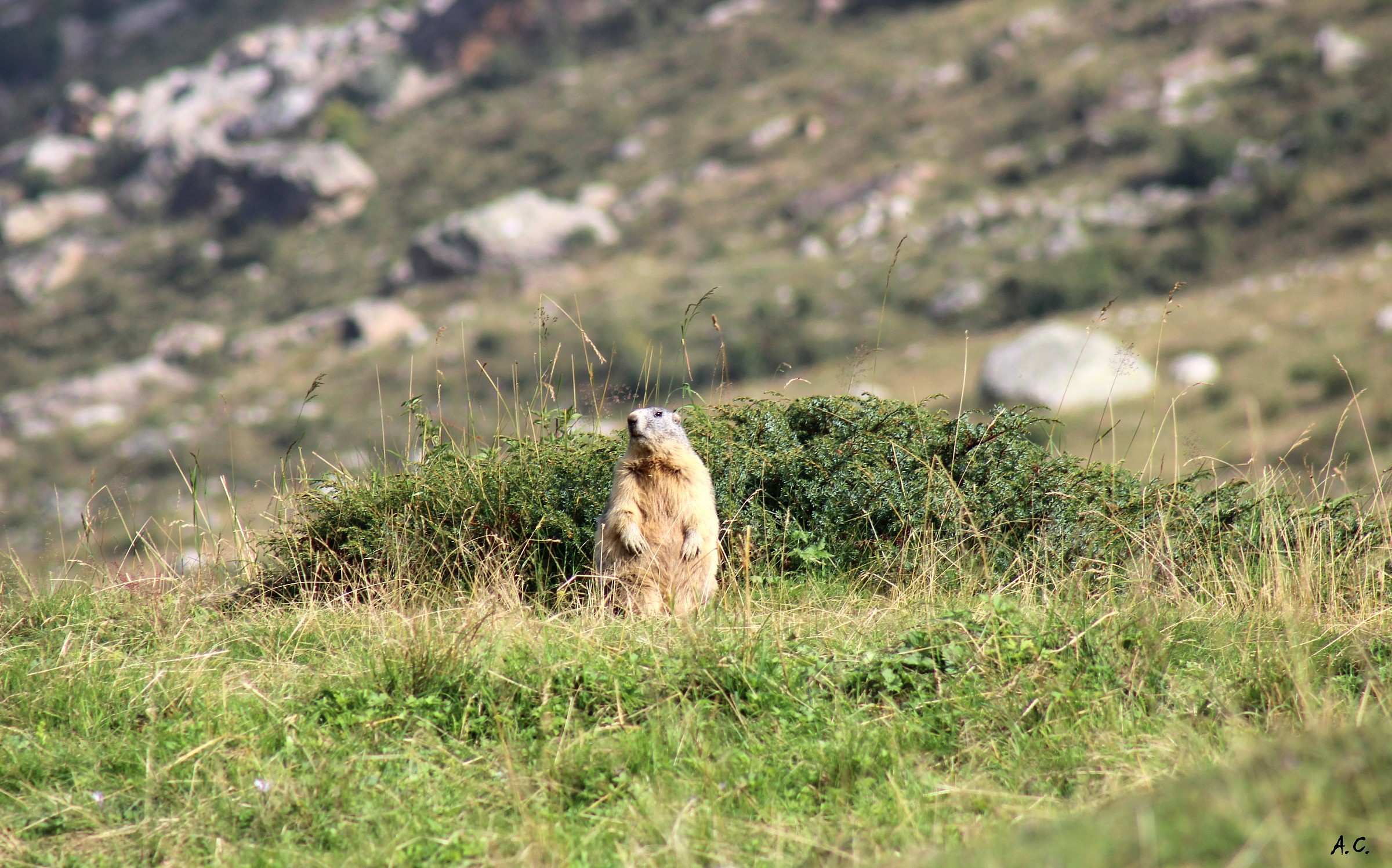 Alpine marmot (Marmota marmota)