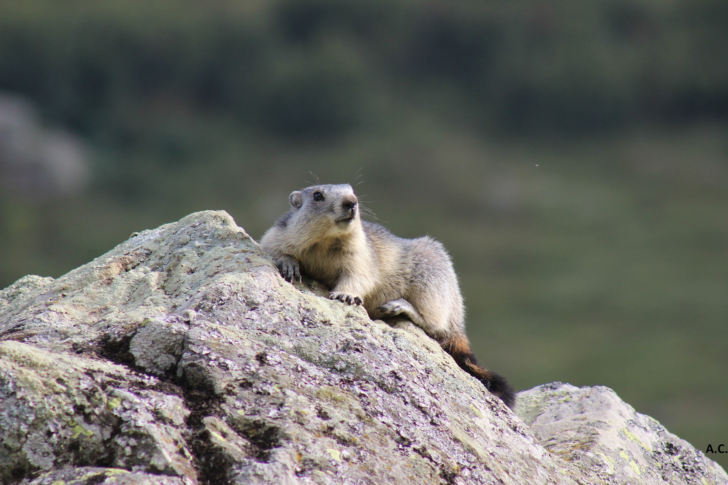Alpine marmot (Marmota marmota) on stone