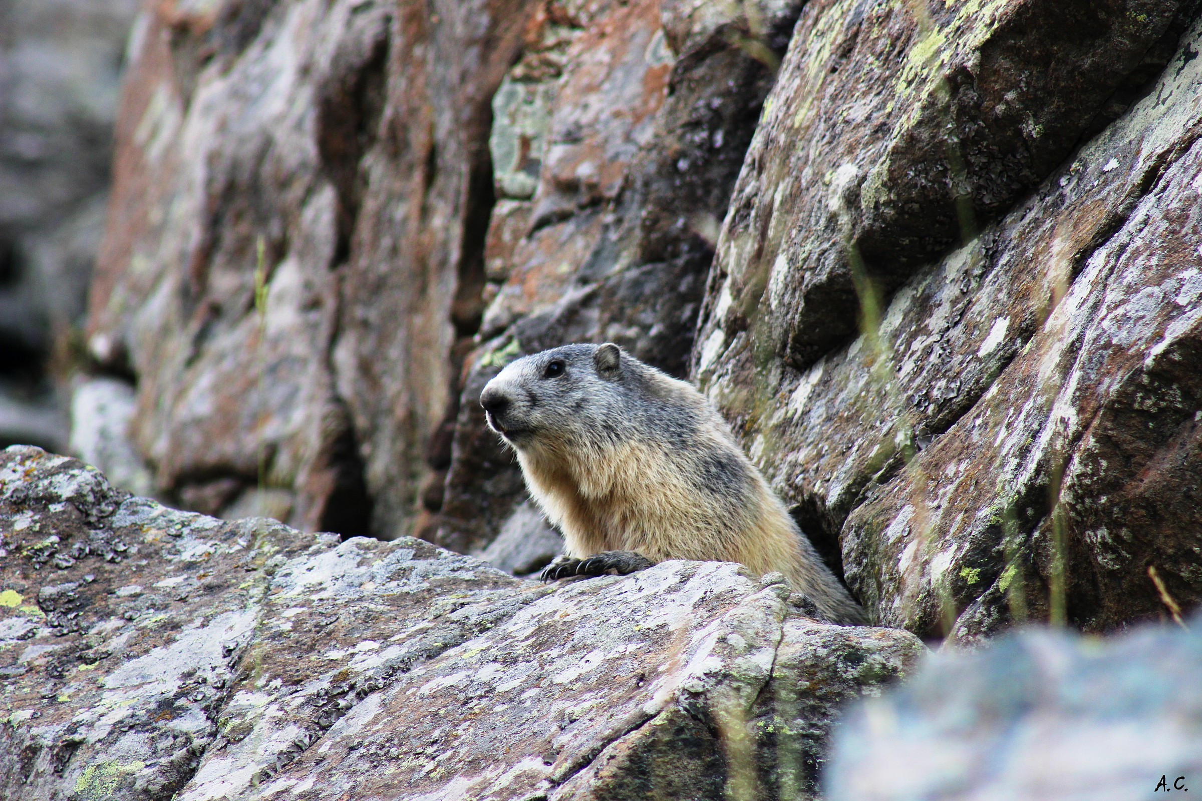 Alpine marmot (Marmota marmota) portrait
